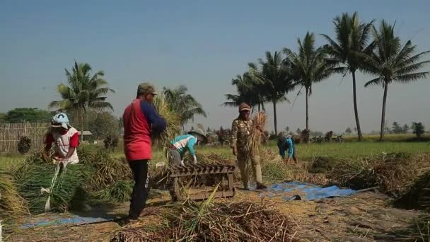 Malang Indonesia November 2023 Harvest Season Farmers Harvesting Ripe Rice — Stock Video
