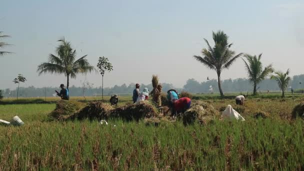 Malang Ινδονησία Νοεμβρίου 2023 Εποχή Συγκομιδής Αγρότες Συλλέγουν Ώριμο Ρύζι — Αρχείο Βίντεο