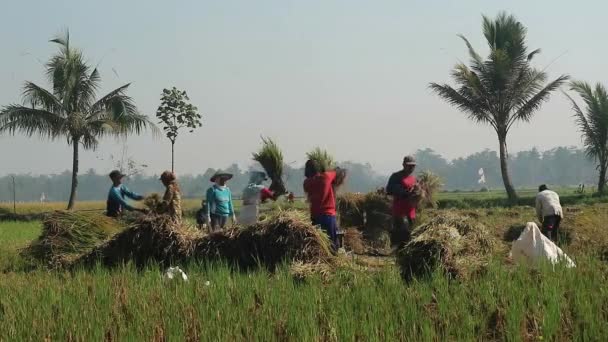 Malang Indonésia Novembro 2023 Temporada Colheita Agricultores Que Colhem Arroz — Vídeo de Stock