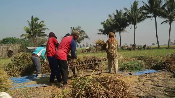 Malang Ινδονησία Νοεμβρίου 2023 Εποχή Συγκομιδής Αγρότες Συλλέγουν Ώριμο Ρύζι — Αρχείο Βίντεο