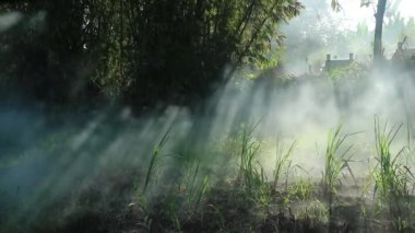 Tarlalar geniş bir alanda yandı, duman, çevre sorunu