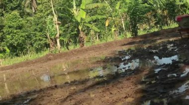 Malang, Endonezya - 12 Temmuz 2023: Bir çiftçinin traktörle tarlayı sürme ihtimali düşük