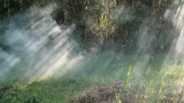 Campos Queimaram Sobre Uma Área Larga Smokey Edição Ambiente — Vídeo de Stock