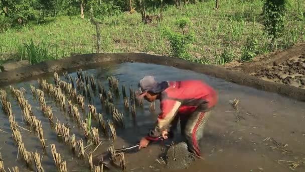 Long Shot Farmers Plowing Fields Simple Hoe — Stock Video