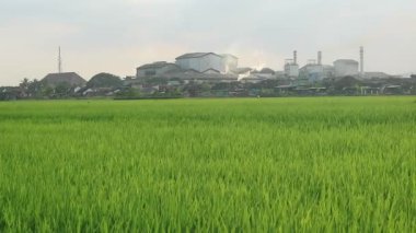 Baca fabrikası ve çevre kirliliğine karşı büyüyen yeşil alanlar