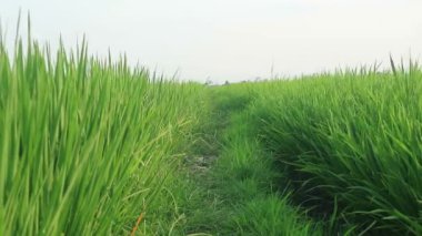 Çeltik tarlası. Paddy, Organik Tarım, Tarladaki Pirinç Kulakları. Pirinç pirinç tarlasında rüzgarla savruluyor. Çeltik tarlası kavramında tahıl. Yeşil pirinç tarlasını kapatın..