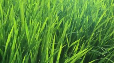 Çeltik tarlası. Paddy, Organik Tarım, Tarladaki Pirinç Kulakları. Pirinç pirinç tarlasında rüzgarla savruluyor. Çeltik tarlası kavramında tahıl. Yeşil pirinç tarlasını kapatın..