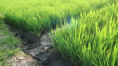Çeltik tarlası. Paddy, Organik Tarım, Tarladaki Pirinç Kulakları. Pirinç pirinç tarlasında rüzgarla savruluyor. Çeltik tarlası kavramında tahıl. Yeşil pirinç tarlasını kapatın..