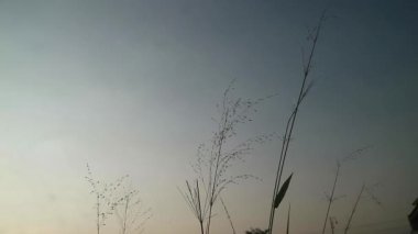 Alang-alang ya da ilalang (Imperata Cylindrica), sivri yapraklı bir çim türüdür.