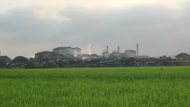 Rosnące Zielone Pola Przeciw Fabryce Kominów Zanieczyszczeniu Środowiska — Wideo stockowe
