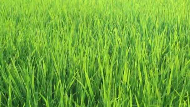 パディ フィールド パディ オーガニック農業 フィールドで米の耳 米パディで風に揺れるライス パディフィールドコンセプトの穀物 グリーンライスフィールドの閉鎖 — ストック動画