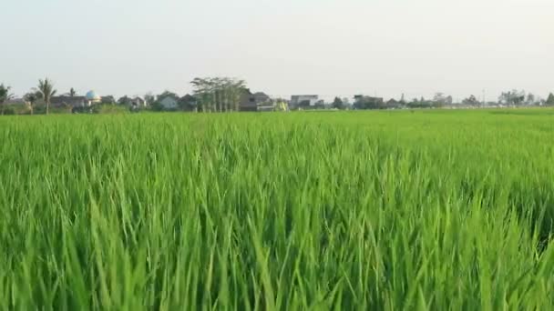 Reisfeld Paddy Ökologischer Landbau Ähren Von Reis Auf Dem Feld — Stockvideo