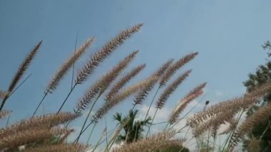 Alang-alang ya da ilalang (Imperata Cylindrica), sivri yapraklı bir çim türüdür.