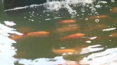 Bir grup renkli sazan gölette yüzüyor.
