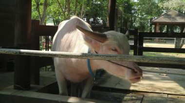 Bir albino ineği, bir albino bufalosu, bir inek, bir bufalo, inek ahırında