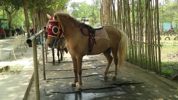 タイエリアでマスクを着用する馬 — ストック動画