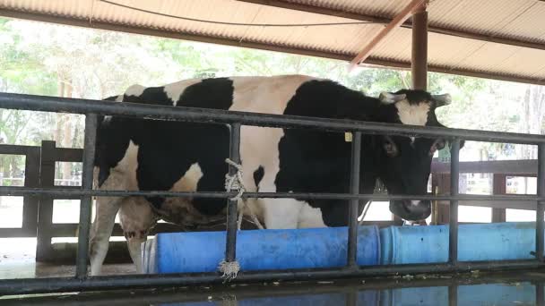 Vaca Leiteira Celeiro — Vídeo de Stock
