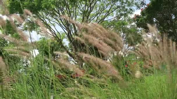 インパラタシリンダ Imperata Cylindeka しばしば農地の雑草となり 鋭い葉を持つ草の一種である — ストック動画