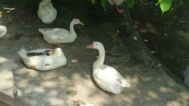 Patos Cor Branca Perto Lagoa — Vídeo de Stock