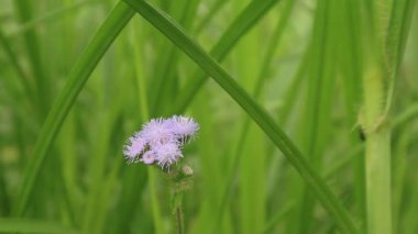 Putri Malu ya da Mimosa pudica, baklagiller familyasına ait kısa bir çalıdır ve yaprakları sayesinde kolayca tanınır..
