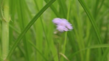 Putri Malu ya da Mimosa pudica, baklagiller familyasına ait kısa bir çalıdır ve yaprakları sayesinde kolayca tanınır..