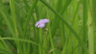 Putri Malu ya da Mimosa pudica, baklagiller familyasına ait kısa bir çalıdır ve yaprakları sayesinde kolayca tanınır..