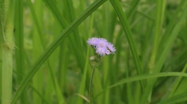 Putri Malu ya da Mimosa pudica, baklagiller familyasına ait kısa bir çalıdır ve yaprakları sayesinde kolayca tanınır..