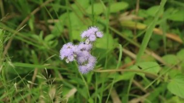 Putri Malu ya da Mimosa pudica, baklagiller familyasına ait kısa bir çalıdır ve yaprakları sayesinde kolayca tanınır..