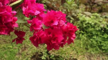 Çiçekli kırmızı Bougenville Bahçede, yakın manzara