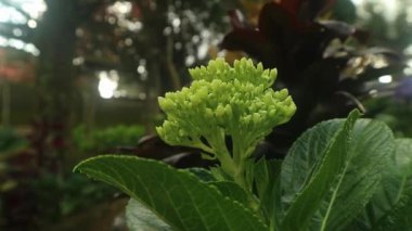 Bahçede çiçek açan yeşil renkli