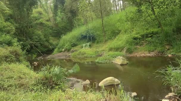 Река Лесу Камнями Краю — стоковое видео