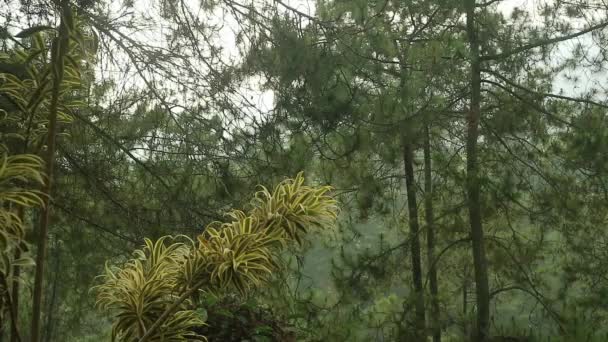 Drzewa Bujnym Zielonym Lesie Deszczowym — Wideo stockowe
