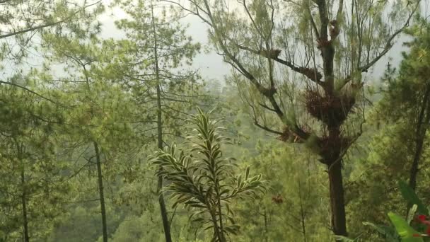 Bomen Weelderig Groen Regenwoud — Stockvideo