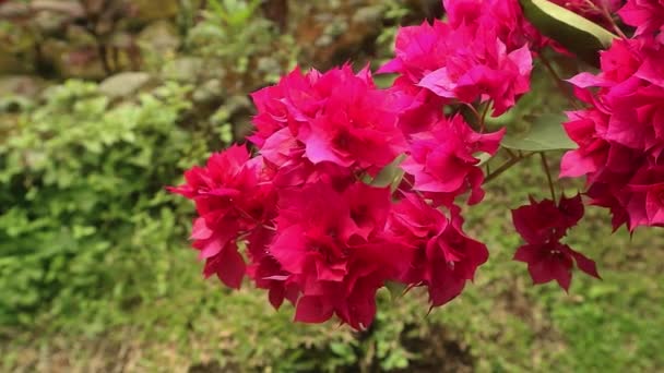 Floração Bougenville Vermelho Jardim Vista Perto — Vídeo de Stock