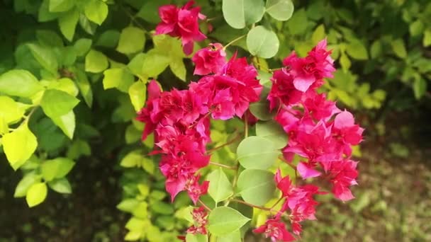 Blühende Rote Bougenville Garten Nahsicht — Stockvideo