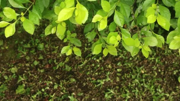 Sinyo Nakal Duranta Erecta Χρυσό Ανάχωμα Φύλλα Φυτών Φόντο Φύλλα — Αρχείο Βίντεο