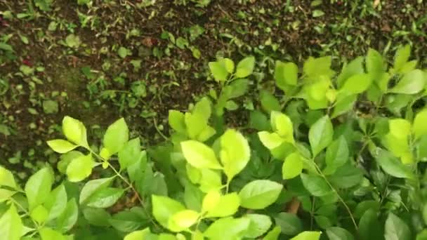 Sinyo Nakal Duranta Erecta Gold Mound Plant Leaves Background Golden — Stock Video