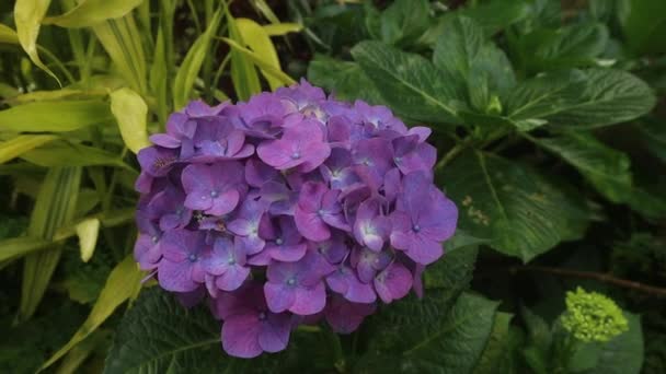 ミニグリーンハイドレンジアは 見つけにくい明るい緑の花を探しているどんな花にも最適です その丸い形状はそれを花束で素晴らしいアクセントの花にする — ストック動画