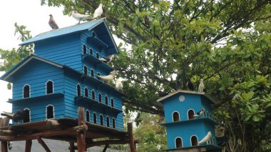 Kümesteki güvercin sürüsü mavi arka planlı yeşil ağaca karşı