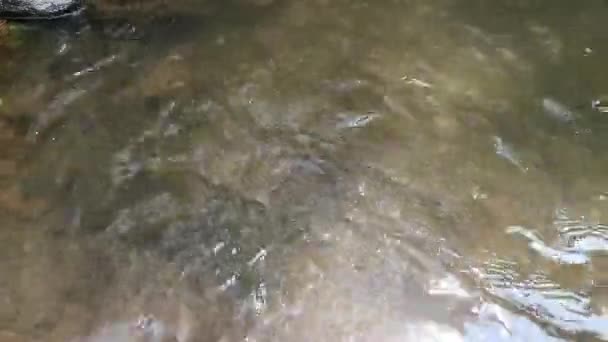 Lose Water Stroomt Door Een Rivier Met Verschillende Grootte Stenen — Stockvideo