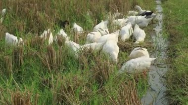 Bir grup ördek tarlada yiyecek arıyor.
