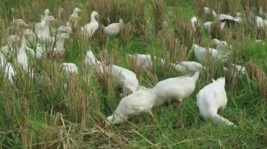 Bir grup ördek tarlada yiyecek arıyor.