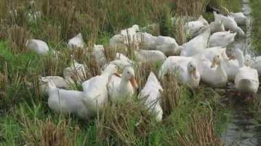 Bir grup ördek tarlada yiyecek arıyor.