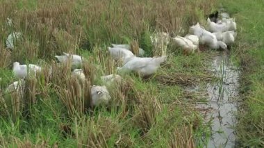 Bir grup ördek tarlada yiyecek arıyor.