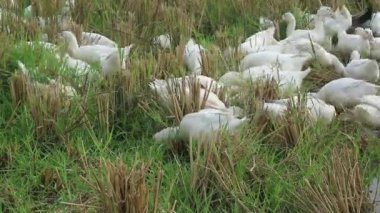Bir grup ördek tarlada yiyecek arıyor.