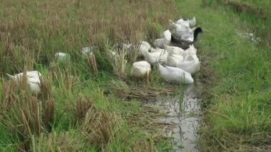 Bir grup ördek tarlada yiyecek arıyor.