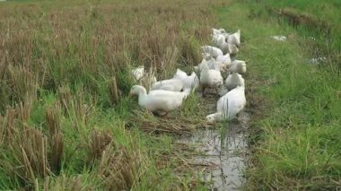 Bir grup ördek tarlada yiyecek arıyor.