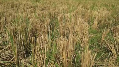 Hasattan sonra sonbahar pirinç tarlası