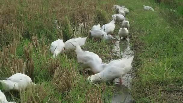 Sekelompok Bebek Mencari Makanan Lapangan Ukuran Sedang — Stok Video