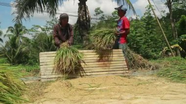 Pirinç tarlasında hasat sırasında çeltik pirinç buğdaylı Asyalı çiftçi.